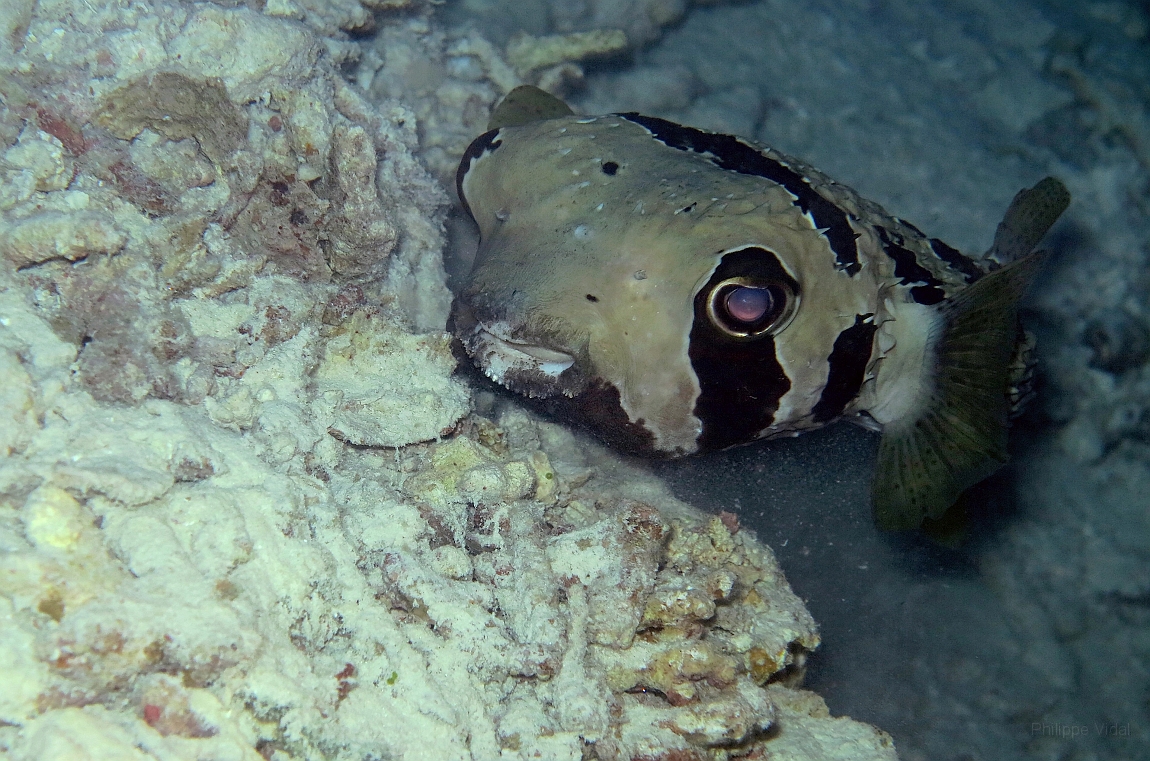 IMG_0832rf_Maldives_Madoogali_Plongee 7_House reef_Poisson porc-epic_Diodon literosus.jpg